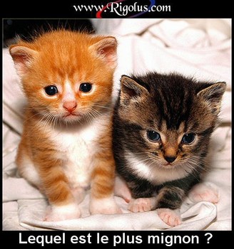 chaton